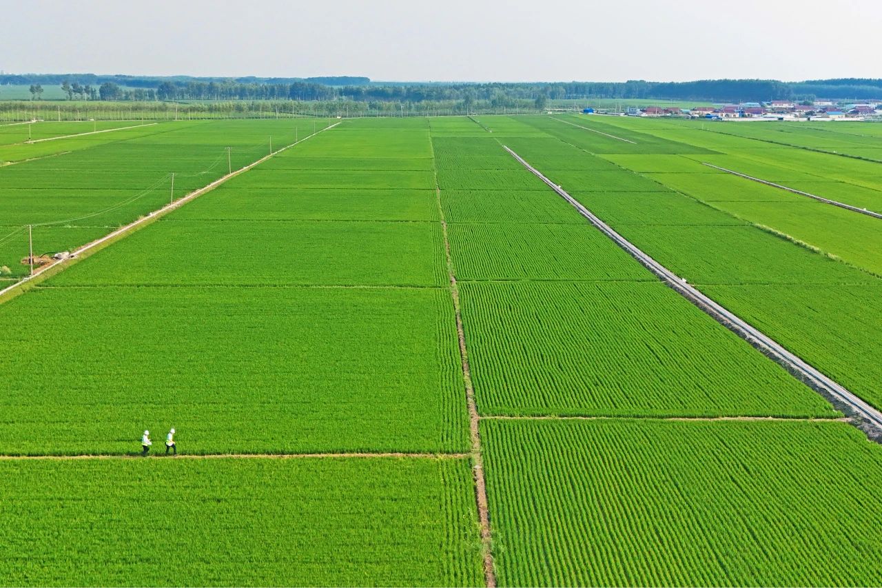 黑土333.jpg 黑土333.jpg