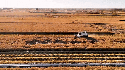 黑土888.gif 黑土888.gif