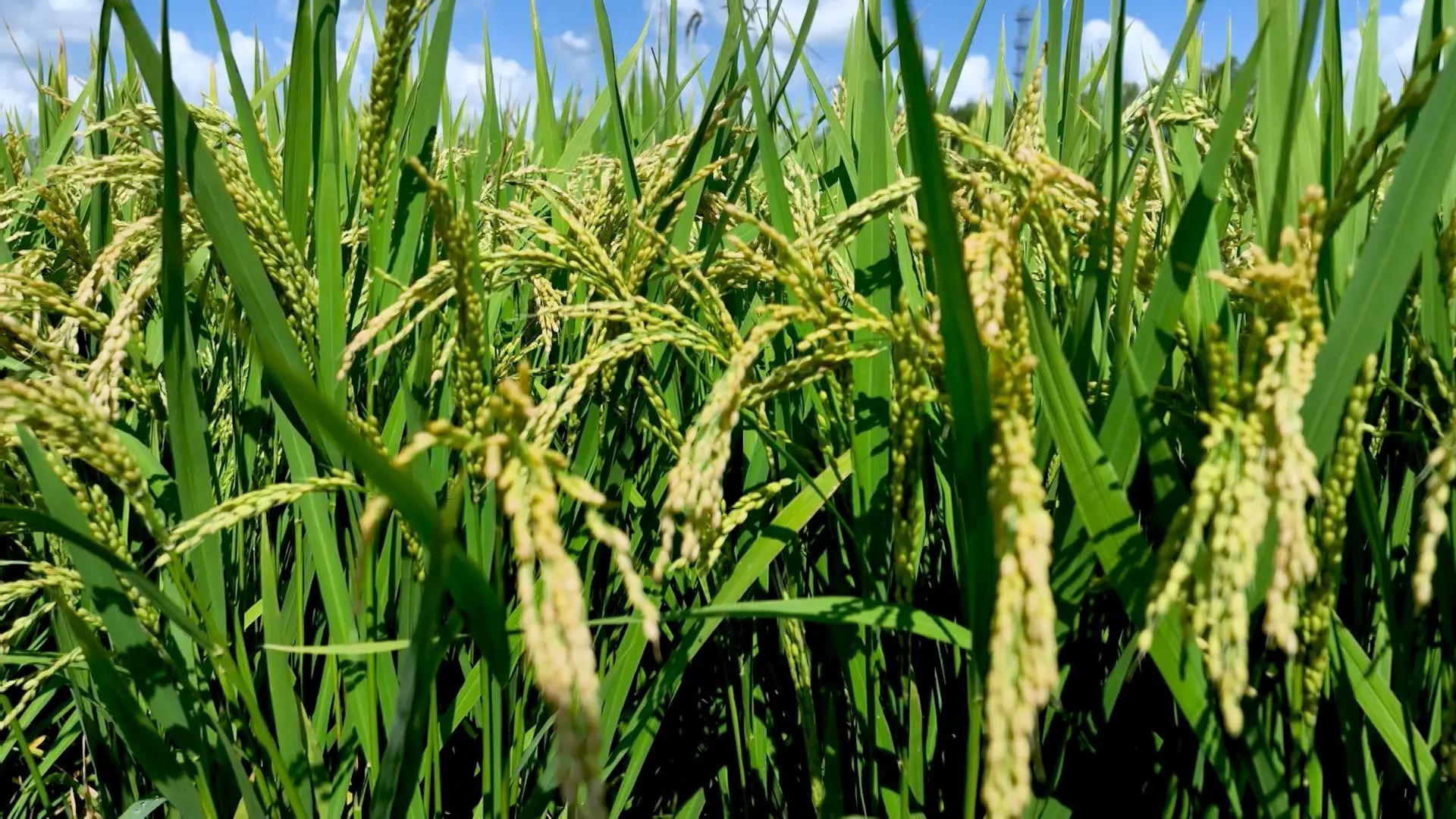 黑土012.jpg 黑土012.jpg